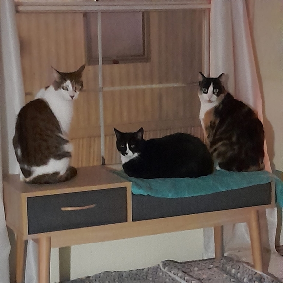 Meet your Posher, Frances - Picture 1 of 1